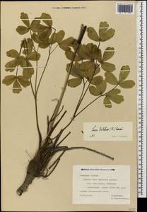 Лазурник трехлопастный (L.) Borkh., Кавказ, Северная Осетия, Ингушетия и Чечня (K1c) (Россия)