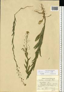 Camelina microcarpa subsp. pilosa (DC.) Jáv., Восточная Европа, Центральный район (E4) (Россия)