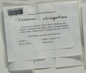 Dicranum elongatum Schleich. ex Schwägr., Гербарий мохообразных, Мхи - Красноярский край, Тыва и Хакасия (B17) (Россия)