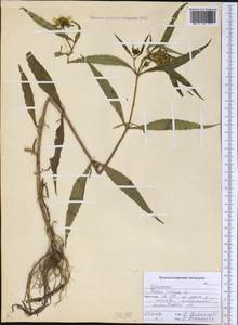 Череда поникающая, Череда поникшая L., Сибирь, Дальний Восток (S6) (Россия)