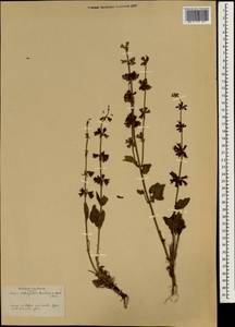 Salvia judaica Boiss., Зарубежная Азия (ASIA) (Сирия)