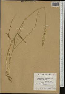 Thinopyrum junceiforme (Á.Löve & D.Löve) Á.Löve, Западная Европа (EUR) (Португалия)
