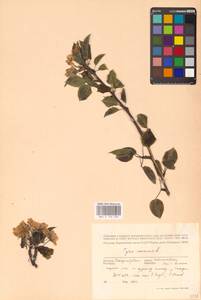 Груша обыкновенная, Груша садовая L., Восточная Европа, Южно-Украинский район (E12) (Украина)