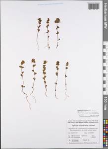 Euphrasia ×vernalis List, Восточная Европа, Северный район (E1) (Россия)