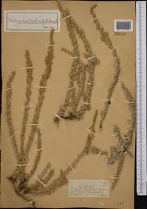 Бассия простертая (L.) Beck, Средняя Азия и Казахстан, Джунгарский Алатау и Тарбагатай (M5) (Казахстан)