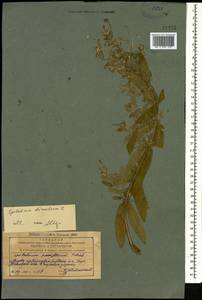 Кипрей волосистый, Кипрей мохнатый L., Кавказ, Азербайджан (K6) (Азербайджан)