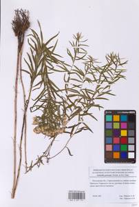 Galatella sedifolia subsp. sedifolia, Восточная Европа, Московская область и Москва (E4a) (Россия)