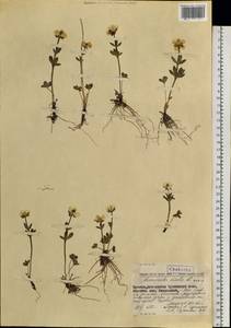 Лютик снеговой L., Сибирь, Чукотка и Камчатка (S7) (Россия)