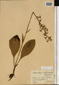 Любка зеленоцветковая (Custer) Rchb., Восточная Европа, Центральный район (E4) (Россия)