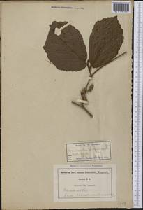 Hamamelis virginiana L., Америка (AMER) (Неизвестно)