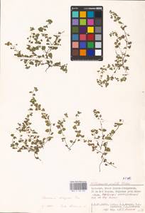MHA 0 160 096, Veronica polita subsp. polita, Восточная Европа, Нижневолжский район (E9) (Россия)