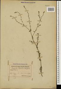 Липучка бородчатая (M.Bieb.) Menyh., Кавказ, Азербайджан (K6) (Азербайджан)