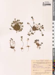 Крупка арктородная (Ekman) Ekman, Сибирь, Чукотка и Камчатка (S7) (Россия)