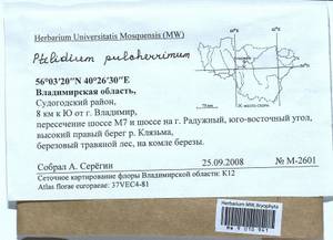 Ptilidium pulcherrimum (Weber) Vain., Гербарий мохообразных, Мхи - Центральное Нечерноземье (B6) (Россия)