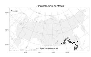 Dontostemon dentatus, Донтостемон зубчатый (Bunge) Ledeb., Атлас флоры России (FLORUS) (Россия)