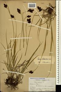 Carex aterrima subsp. medwedewii (Leskov) T.V.Egorova, Кавказ, Армения (K5) (Армения)