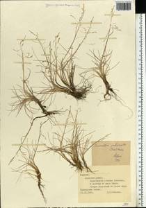 Puccinellia capillaris subsp. pulvinata (Fr.) Tzvelev, Восточная Европа, Северный район (E1) (Россия)