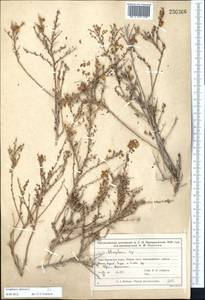 Курчавка шиповатая L., Средняя Азия и Казахстан, Сырдарьинские пустыни и Кызылкумы (M7) (Казахстан)