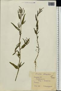 Лебеда продолговатолистная Waldst. & Kit., Восточная Европа, Центральный лесостепной район (E6) (Россия)