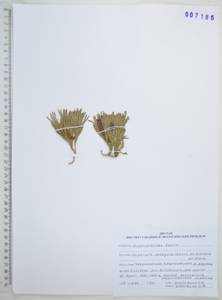 Баранец обыкновенный (L.) Bernh., Сибирь, Дальний Восток (S6) (Россия)