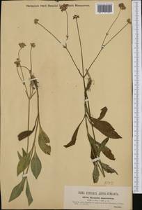 Knautia arvensis subsp. rosea (Baumg.) Soó, Западная Европа (EUR) (Венгрия)