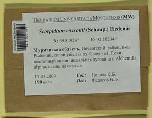 Scorpidium cossonii (Schimp.) Hedenäs, Гербарий мохообразных, Мхи - Карелия, Ленинградская и Мурманская области (B4) (Россия)
