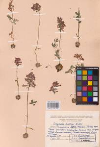 Хохлатка плотная (L.) Clairv., Восточная Европа, Средневолжский район (E8) (Россия)