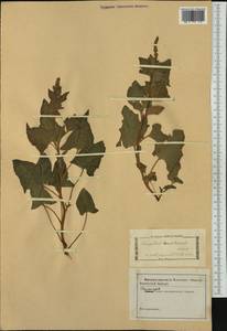 Блитум доброго Генриха (L.) Rchb., Западная Европа (EUR) (Италия)