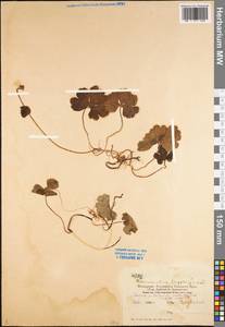 Coptidium lapponicum (L.) Á. Löve & D. Löve, Восточная Европа, Северный район (E1) (Россия)