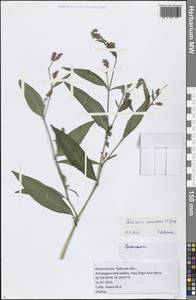 Горец пятнистый Gray, Средняя Азия и Казахстан, Северный и Центральный Тянь-Шань (M4) (Киргизия)