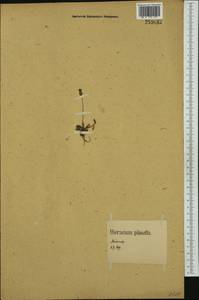 Ястребиночка обыкновенная, Ястребиночка волосистая Vaill., Западная Европа (EUR) (Германия)