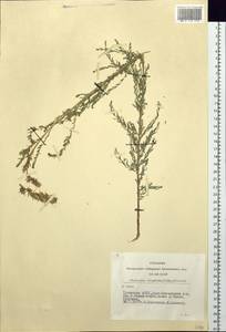 Мирикария длиннолистная (Willd.) Ehrenb., Сибирь, Алтай и Саяны (S2) (Россия)