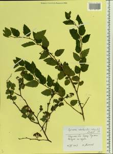 Spiraea ×vanhouttei (Briot) Zabel, Восточная Европа, Северо-Западный район (E2) (Россия)