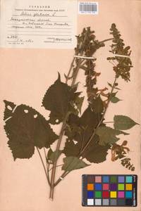 MHA 0 156 146, Шалфей железистый, Шалфей клейкий L., Восточная Европа, Западно-Украинский район (E13) (Украина)