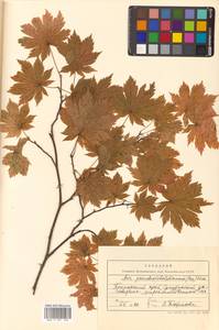 Клен ложнозибольдов (Pax) Kom., Сибирь, Дальний Восток (S6) (Россия)