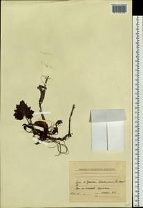 Белокопытник холодный (L.) Fr., Сибирь, Чукотка и Камчатка (S7) (Россия)