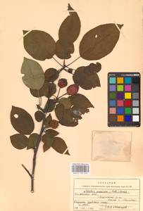 Яблоня лесная Mill., Восточная Европа, Центральный лесостепной район (E6) (Россия)