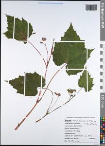 Begonia wenshanensis C. M. Hu, Зарубежная Азия (ASIA) (Вьетнам)
