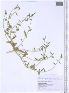Limeum argute-carinatum Wawra ex Wawra & Peyr., Африка (AFR) (Намибия)