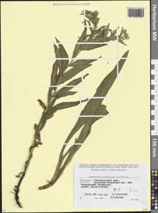 Гуния красивая (Willd. ex Roem. & Schult.) Greuter & Burdet, Кавказ, Ставропольский край, Карачаево-Черкесия, Кабардино-Балкария (K1b) (Россия)