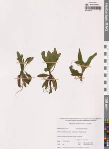 Myosotis laxa subsp. laxa, Сибирь, Чукотка и Камчатка (S7) (Россия)