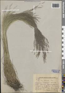 Полевица булововидная Trin., Сибирь, Дальний Восток (S6) (Россия)