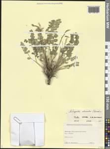 Астрагал Бушей Galushko, Кавказ, Дагестан (K2) (Россия)