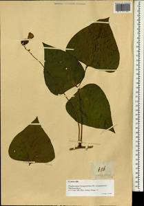 Psophocarpus tetragonolobus (L.)DC., Зарубежная Азия (ASIA) (Филиппины)