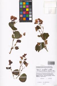 Begonia cucullata, Восточная Европа, Московская область и Москва (E4a) (Россия)