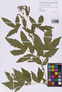 Таволга вязолистная (L.) Maxim., Восточная Европа, Московская область и Москва (E4a) (Россия)