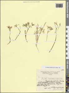 Птицемлечник закавказский Miscz. ex Grossh., Кавказ, Армения (K5) (Армения)