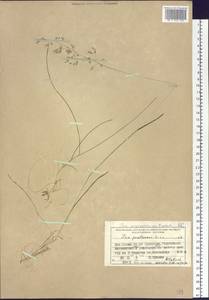 Poa pratensis subsp. pratensis, Сибирь, Центральная Сибирь (S3) (Россия)