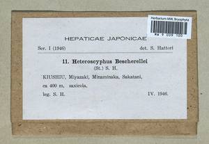 Heteroscyphus coalitus (Hook.) Schiffn., Гербарий мохообразных, Мхи - Азия (вне границ бывшего СССР) (BAs) (Япония)