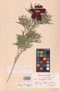 Пион тонколистный L., Восточная Европа, Южно-Украинский район (E12) (Украина)